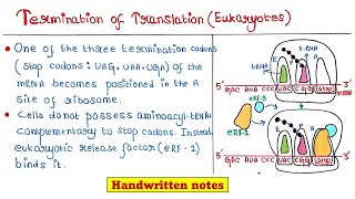 Translation in Eukaryotes  Termination [upl. by Winer]