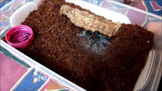 Euathlus sp red molted [upl. by Goldberg]