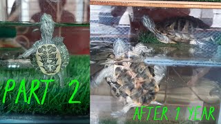 Red eared slider turtle setup diet  care feeding and cleaning 🐢🐢🐢 part 2 after 1year [upl. by Adhern]