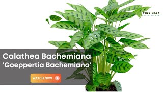 Calathea Bachemiana  Goeppertia Bachemiana  Calathea Varieties [upl. by Kceb]