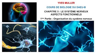 Chapitre 5  1ère Partie  Organisation du système nerveux et du neurone  Cours de Biologie [upl. by Emeric]