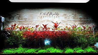 Shallow Planted Aquarium  Emersed Aquascape [upl. by Steinway]