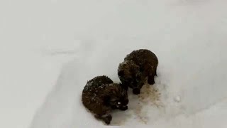 Two little puppies was abandoned in snowing shaking in frozen desperate waiting for help [upl. by Laersi]