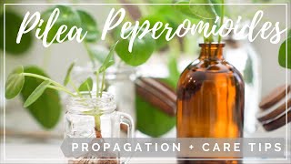 Pilea Peperomioides Propagation  Care Tips [upl. by Hnirt174]