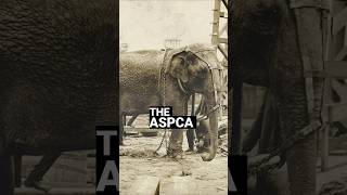 Thomas Edison the Elephant Killer shorts shortsvideo facts history podcast trivia [upl. by Akihsay639]