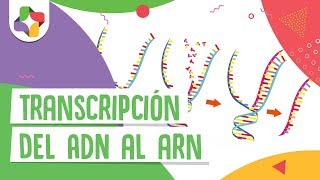 Transcripción del ADN al ARN  Educatina [upl. by Jeanette]