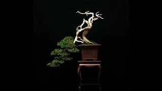 Juniper sabina bonsai  Amazing interpretation by Michele Andolfo [upl. by Joel]