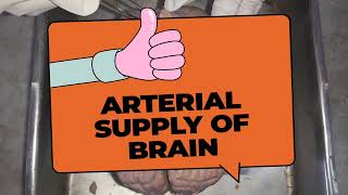 Quick review of Arterial supply of braindrchitrashumananatomy [upl. by Cass999]