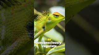 How Do Chameleons Change Color [upl. by Beaston]