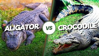 Crocodiles VS Alligators  Whats the difference [upl. by Llehcear]