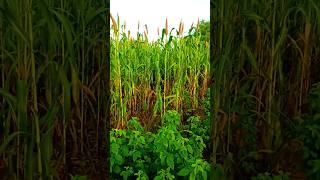 Farming 🌿 organicfarmar organicfarming viralshorts fertilizer farming organic [upl. by Ademla]