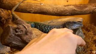 GREEN AMEIVA 1 [upl. by Lrem]