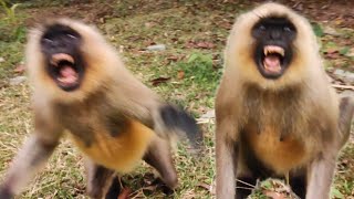 dangerous funny langur video 🚩🥔🍪🐒🙊📸🧗📸 monkey wala video no15  funny langur video [upl. by Cinamod]