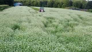 Disc the Buckwheat at the Valley [upl. by Ellertal]