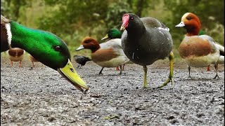 Ducks Quacking  Featuring Mallard Duck Wigeon Moorhen Rook and Mute Swan [upl. by Elegna553]