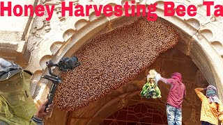 Harvesting Honey  Bee Master in Taiwan Ep 297 By SarvaivelRad [upl. by Namruht]