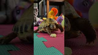 Trunky the Horsefield Tortoise eating outside the box veronikakoleva2372 shorts pets tortoise [upl. by Leonie]