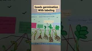 seed germination drawing seed germination project for kids [upl. by Dahle]