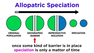 Types of Speciation Allopatric Sympatric Peripatric and Parapatric [upl. by Nosnirb]