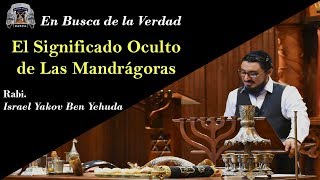 El Significado Oculto de Las Mandrágoras [upl. by Uria]