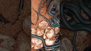 Baby Monocled cobra 🐍 monocaledcobra snake highlights viralvideo [upl. by Longley]