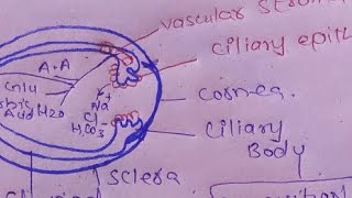 Aqueous humor production and its drainage [upl. by Adnoved]