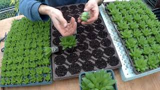 Haworthia Cymbiformis Loading Uploaded [upl. by Awhsoj]