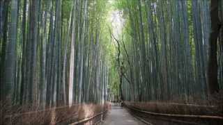 京都の四季 嵯峨野 竹林の道 癒しの道 bamboo forestとして海外でも有名 [upl. by Anoirb259]