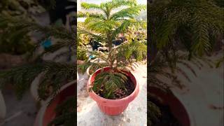 Araucaria plants with 😍 beautiful Sunrise shorts youtubeshorts viralvideo [upl. by Htebazle]