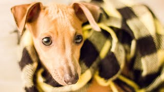 Heartwarming Italian Greyhound Rescue amp Adoption Stories [upl. by Idolah]