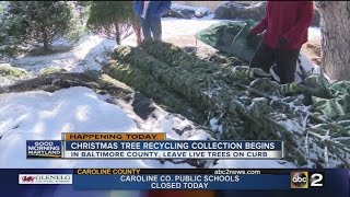 Christmas tree recycling collection begins in Baltimore County [upl. by Aicat]