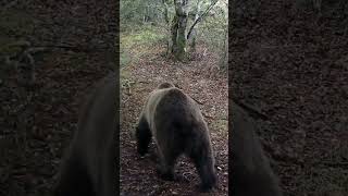 Comienza la temporada de hayucos 🍁🐻osopardocantábrico ursusarctosarctos ursusarctos brownbear [upl. by Lladnarc]