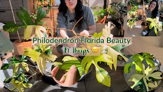 PHILODENDRON FLORIDA BEAUTY ft thrips😭 Propagation and Repot [upl. by Rennie346]