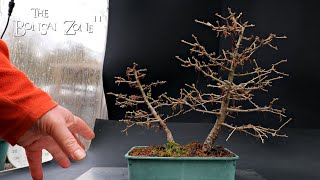 Repotting and Pruning Two Larch Trees Part 1 The Bonsai Zone Feb 2024 [upl. by Sucram3]