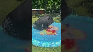 Potbelly Pig Has Good Time in New Splash Pad  1500392 [upl. by Udelle975]