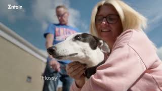 Greyhounds make AMAZING pets  Flossy meets her new parents [upl. by Davena932]