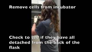 Day 1 MTT Assay Video Protocol Cell Block [upl. by Vonnie]