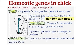 Homeotic genes in chick  Handwritten notes [upl. by Eilyr]