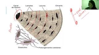 Tecido ósseo [upl. by Ehctav]