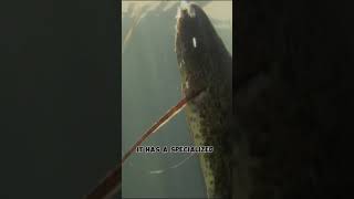 Survival Marvels The Remarkable African Lungfish facts african lungfish [upl. by Shepherd122]