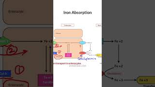 Iron absorption neet enmeder [upl. by Yecram]