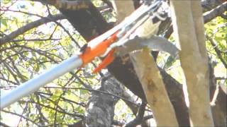 How to cut a tree branch without a ladder for 37 Bunnings Hortex Pole Saw Pruner Review [upl. by Retseh]