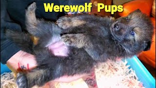 Werewolf Puppies 1st Time Out of Whelping Box  24 Day Old Lycan Shepherds [upl. by Yelnahs]