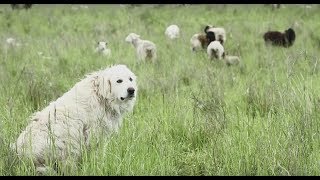 Livestock Guardian Dogs Working on Common Ground [upl. by Flosser912]