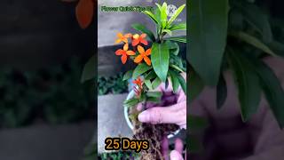 How to Grow Ixora Coccinea flowers from cuttings at home for beginners  Ixora [upl. by Ecirbaf]