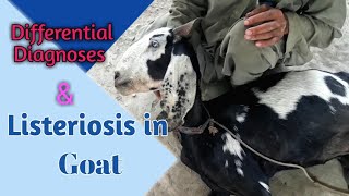 Listeriosis in Goat  How vet save animals life  Differential Diagnoses of Listeriosis [upl. by Ymerrej]