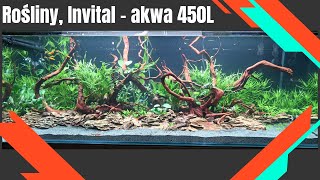 450L Rośliny INVITAL AKWA 450L 4K [upl. by Eihcra234]