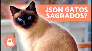 10 CURIOSIDADES sobre los GATOS SIAMESES 🐱🐾 ¡Descúbrelas [upl. by Mckale548]