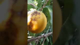 My home gardens Fruited 5no Abiu fruit plants [upl. by Ettenim]