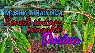 Mengenali penyakit kulat durian dan cara rawatanya [upl. by Derr]